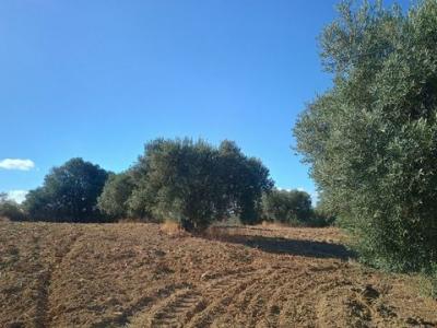 Acheter Terrain Niebla r�gion HUELVA