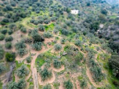 Annonce Vente Terrain Riogordo