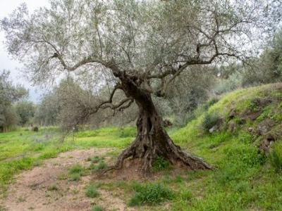 Acheter Terrain Riogordo r�gion MALAGA