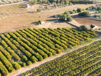 Acheter Terrain Santa-barbara r�gion ALICANTE