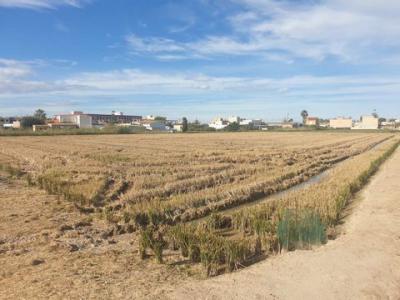 Acheter Terrain 12319 m2 Sant-jaume-d'enveja