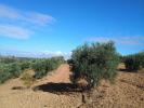 Vente Terrain Niebla 21840