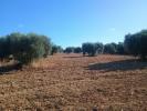 Annonce Vente Terrain Niebla